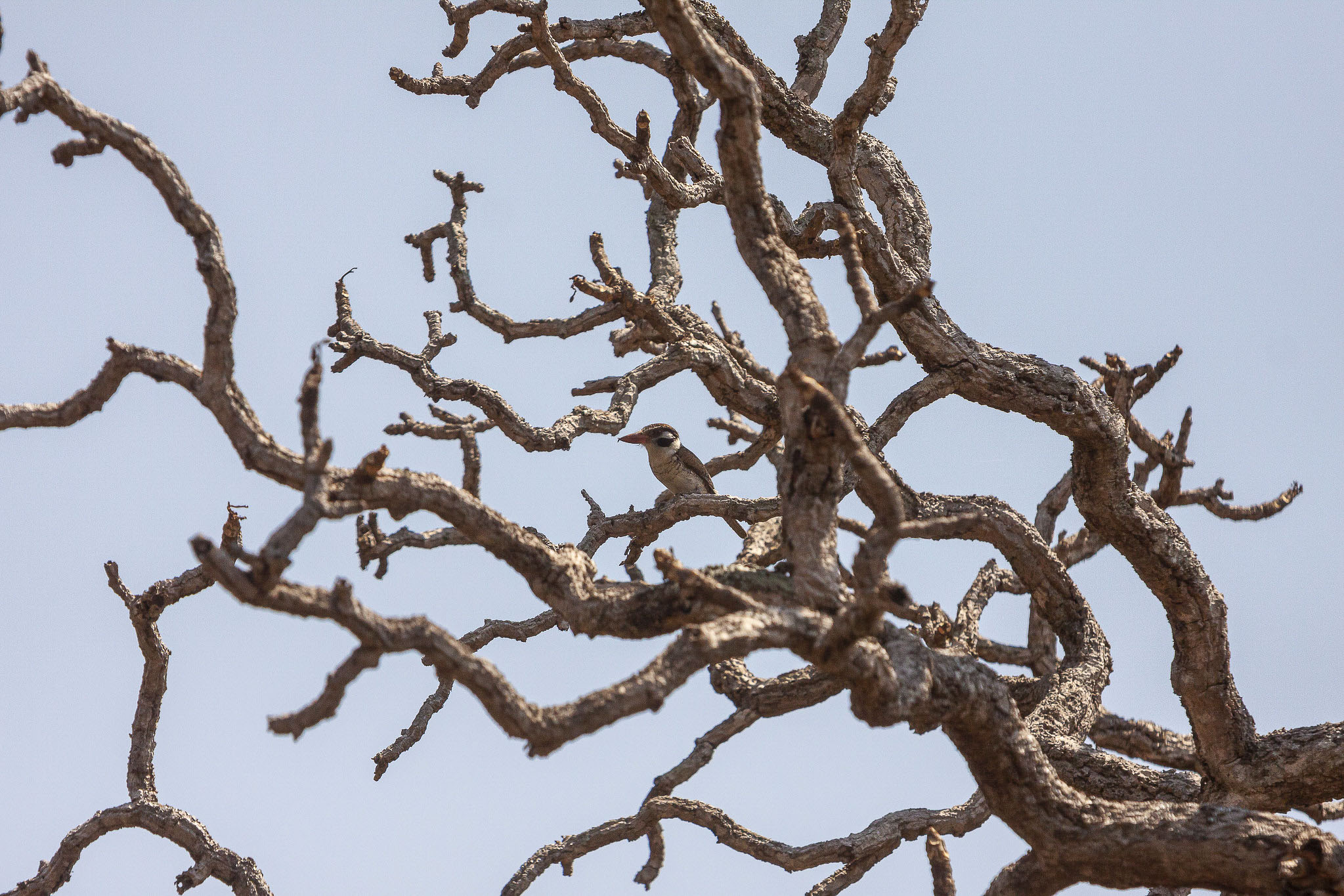 Imagem Expedição Chap Guim - ESEC Serra das Araras--43 da expedição de expedicoes/araras_25